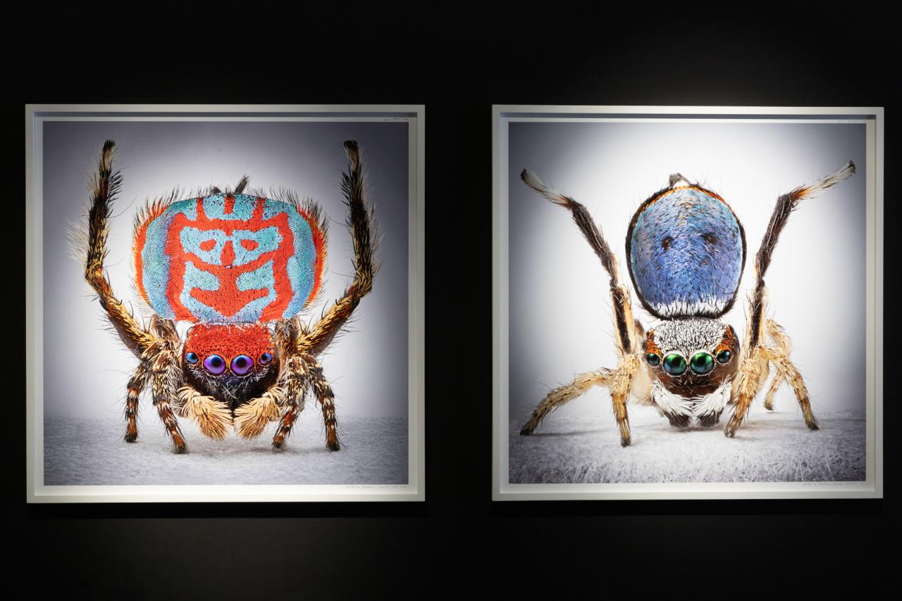 María Fernanda Cardoso