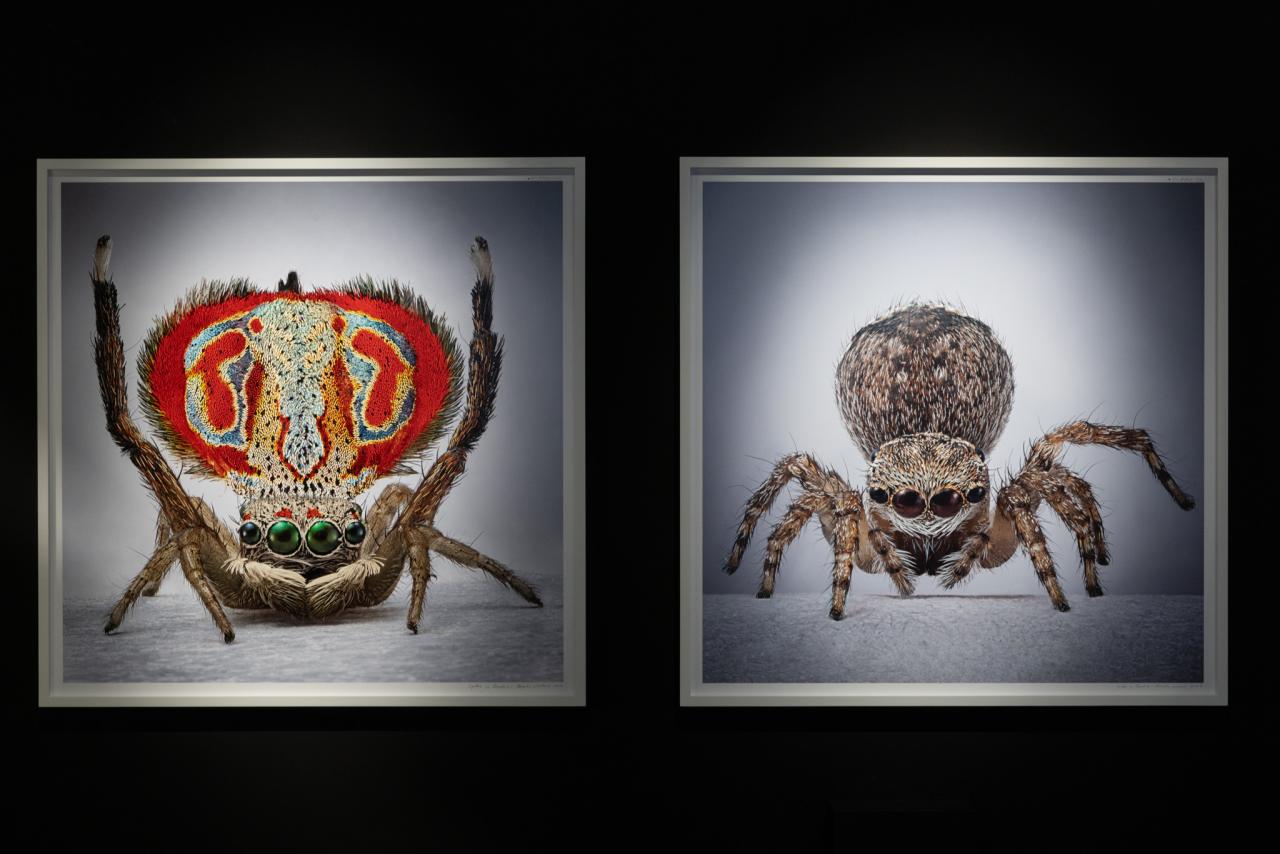 María Fernanda Cardoso