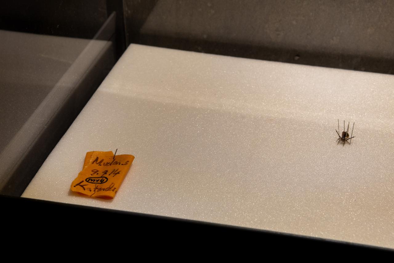 María Fernanda Cardoso