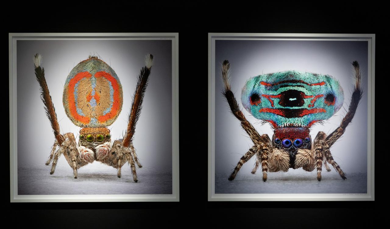 María Fernanda Cardoso