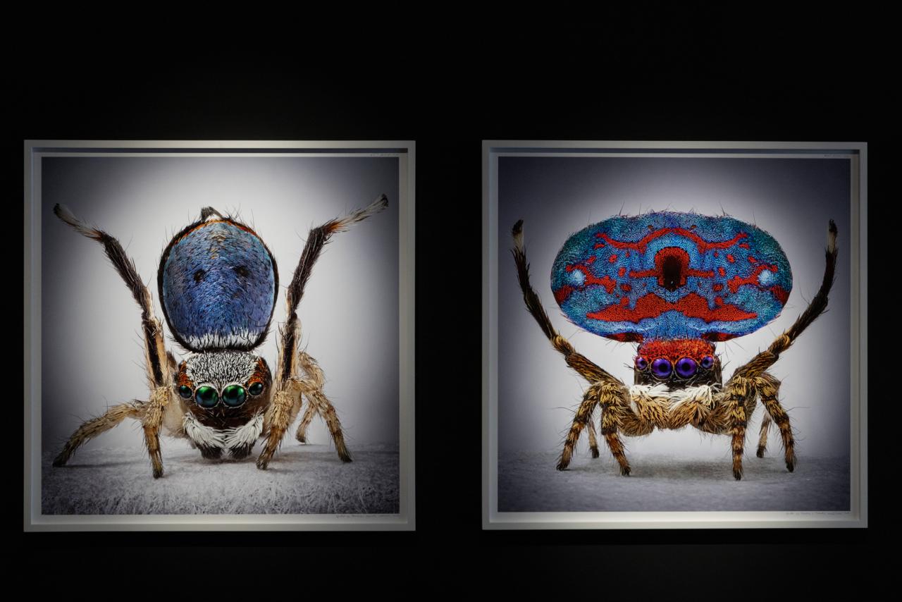 María Fernanda Cardoso